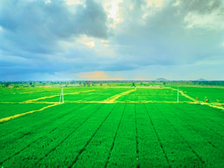 fields on the banks of krishna river
