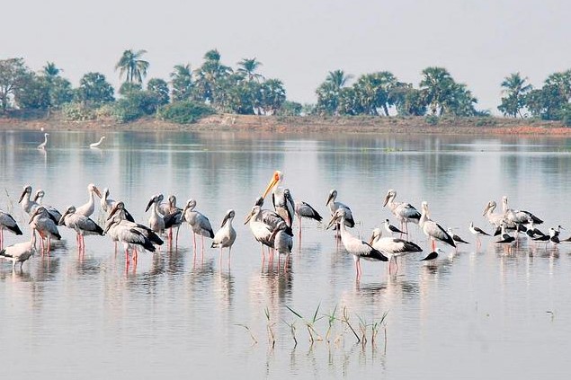 kolleru lake